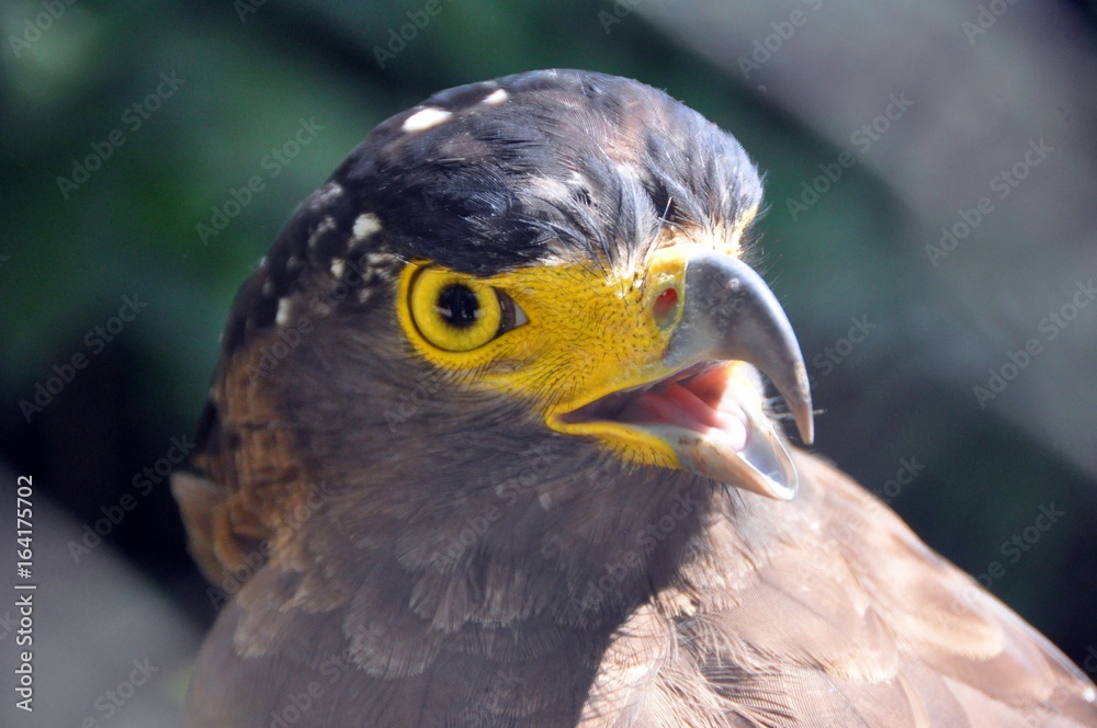 Fototapeta premium Crested serpent eagle ( Spilornis cheela ) 