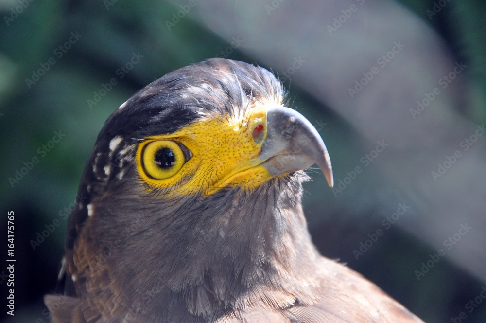 Fototapeta premium Crested serpent eagle ( Spilornis cheela )