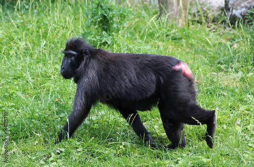 The Celebes crested macaque (Macaca nigra)