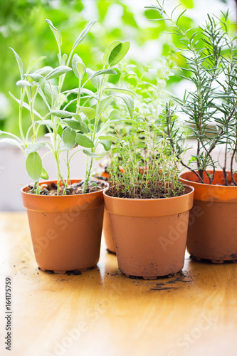 thyme,sage and rosemary sprout in flowerpot © klaikungwon