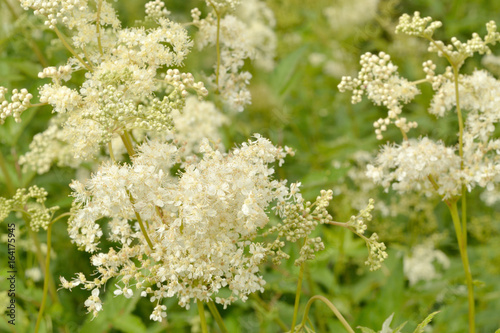 Meadowsweet blooms. Close-up.
White lush flowers on high stems among green grass.  photo