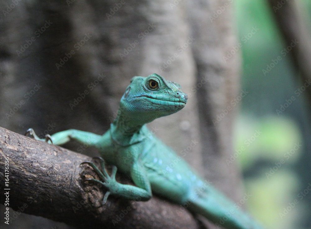 Plumed basilisk (basiliscus plumifrons) Plumed basilisk (basiliscus plumifrons)