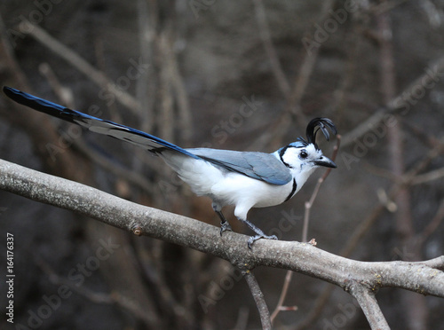 The white-throated magpie-jay (Calocitta formosa) photo