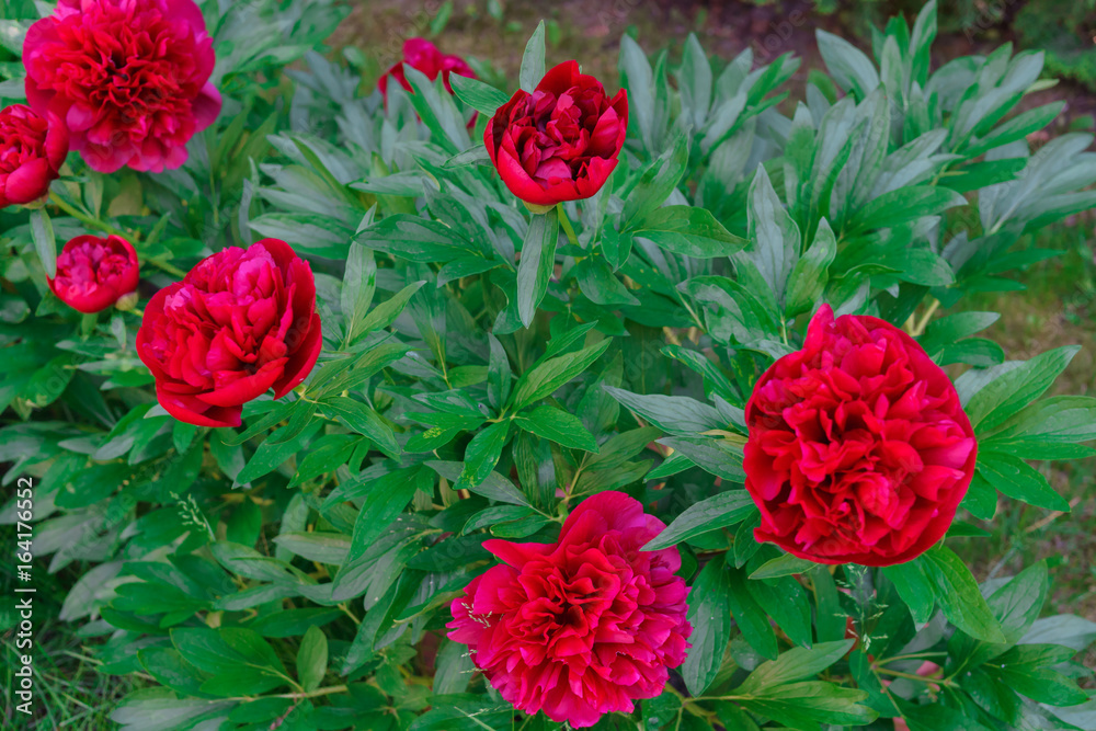 Luxurious buds of burgundy peony in the garden. Luxurious buds of burgundy peony in the garden.
