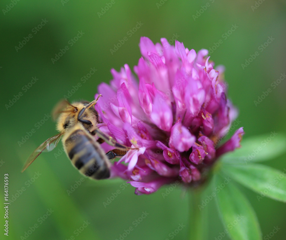 European honey bee (Apis mellifera) European honey bee (Apis mellifera)