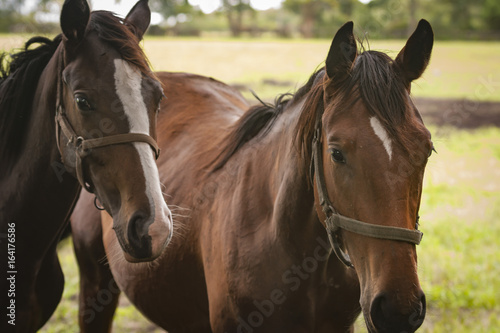 Closeup of Horses in an open grass field