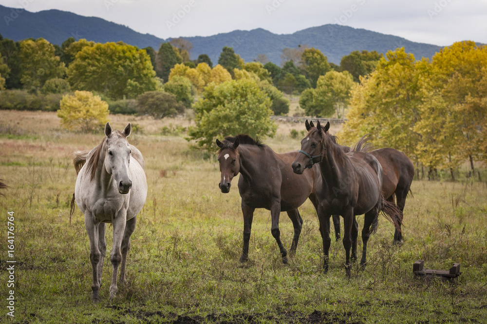 Obraz premium Horses in an open grass field