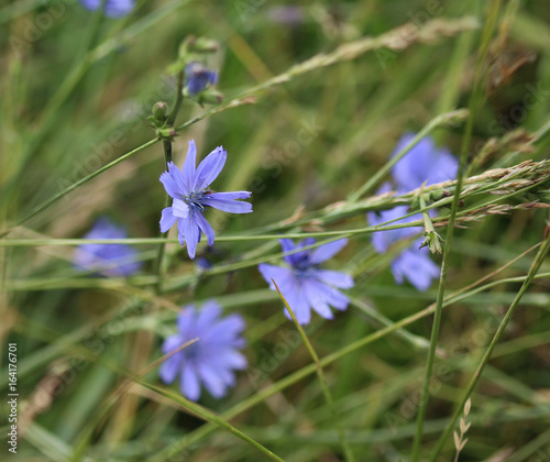 Common chicory (Cichorium intybus)	