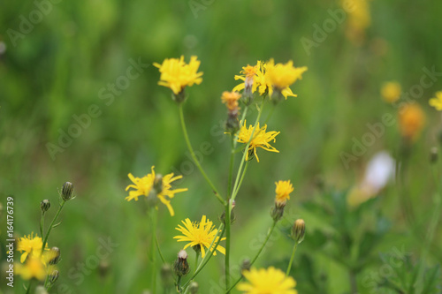 catsear (Hypochaeris radicata)
