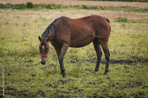 Horses in an open grass field