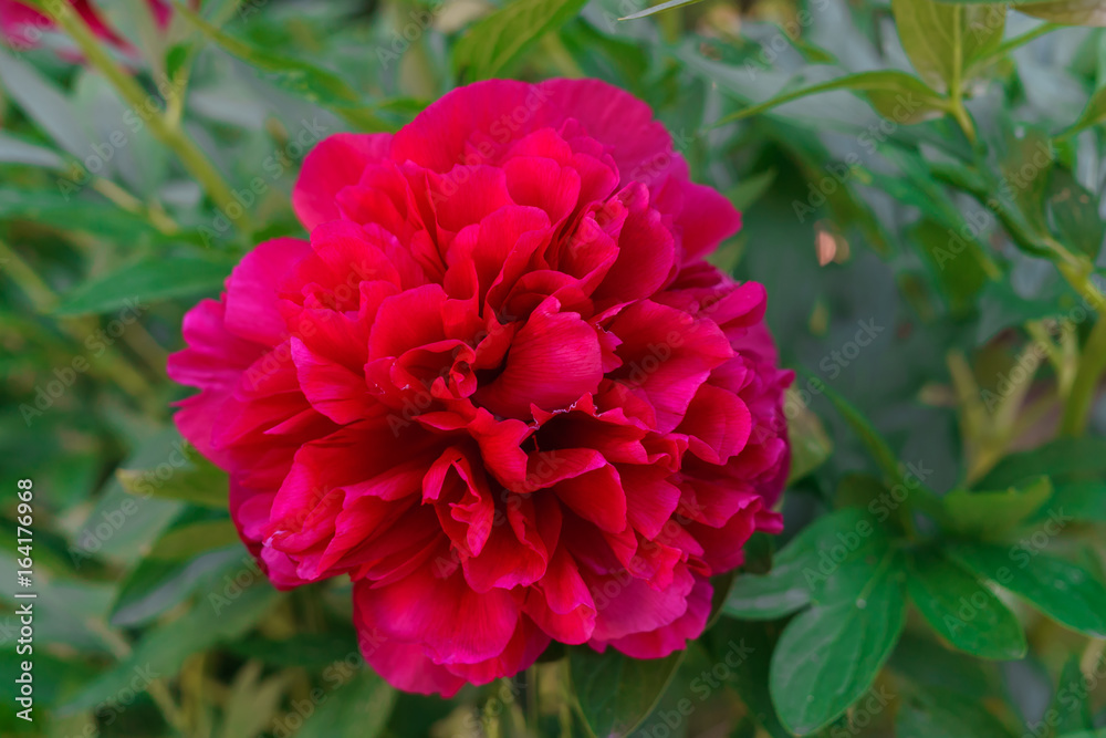 Luxurious buds of burgundy peony in the garden. Luxurious buds of burgundy peony in the garden.