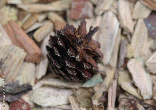 Pinecone of pinus sylvestris