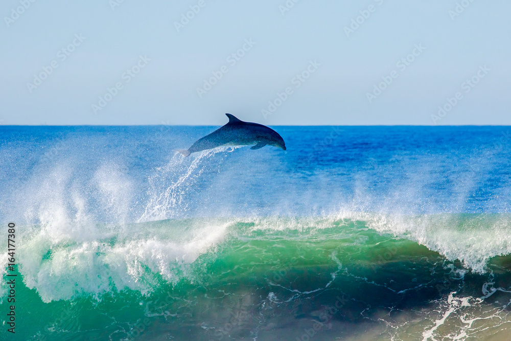 Fototapeta premium Dolphin Flyaway
