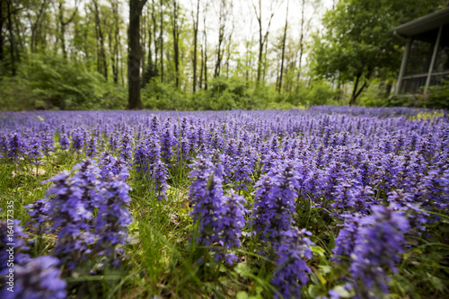 small purple flower field