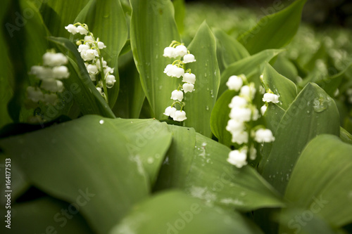 lily of the valley flowers close up