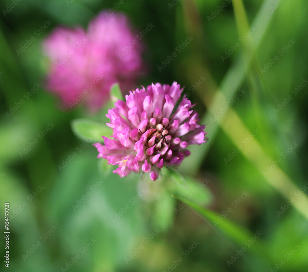 Red clover (trifolium pratense) Red clover (trifolium pratense)