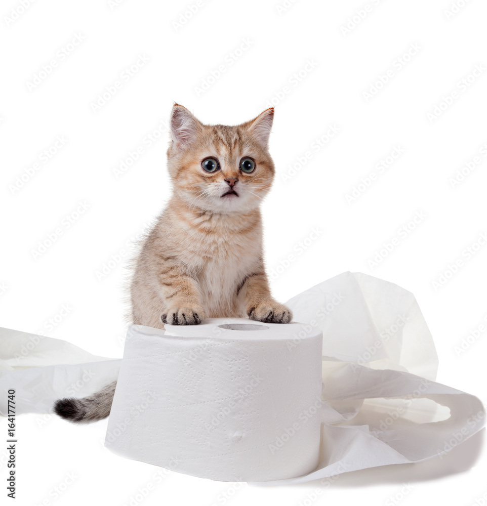 A kitten with frightened eyes is standing on a roll of toilet paper. Isolated on white background