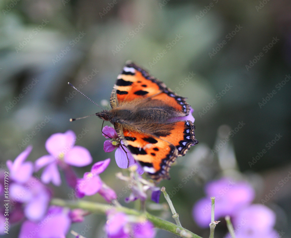 Fototapeta premium The small tortoiseshell (Aglais urticae)
