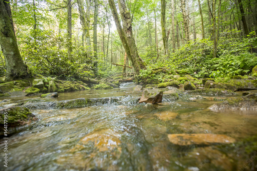 forest stream flowing around rocks forest stream flowing around rocks
