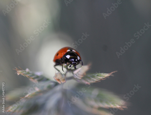  Asian ladybeetle (Harmonia axyridis) photo