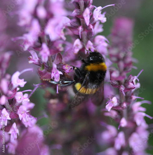 The garden bumblebee (Bombus hortorum)
