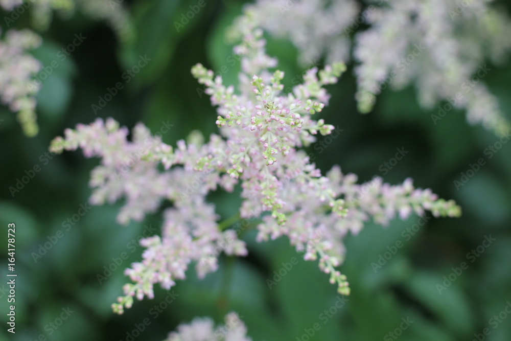 Obraz premium wild flowers