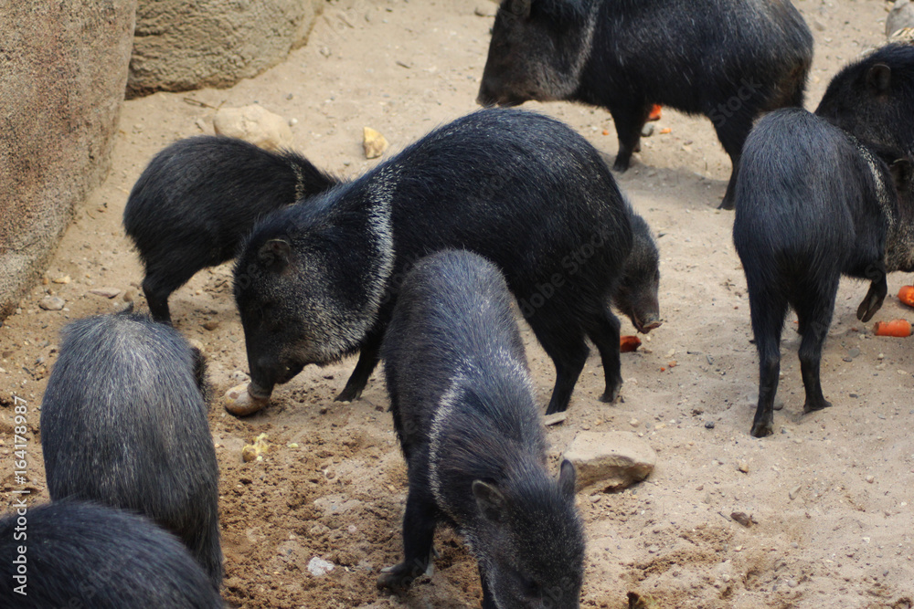 The collared peccary (Pecari tajacu) The collared peccary (Pecari tajacu)