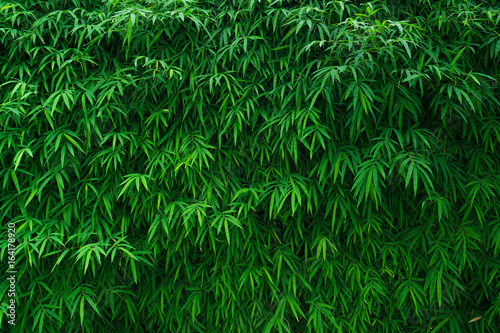 Fototapeta Naklejka Na Ścianę i Meble -  Bamboo leaves background