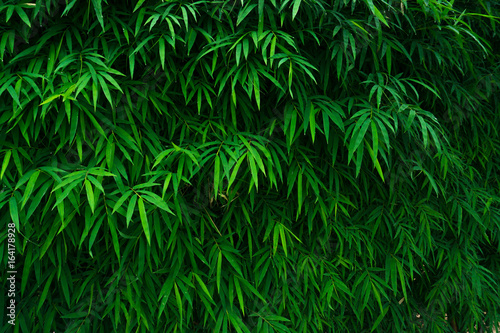 Bamboo leaves background © ณัฐวุฒิ เงินสันเทียะ