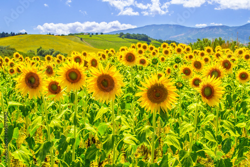 campo di girasoli