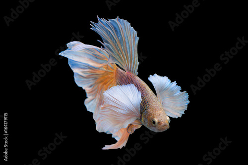 siamese fighting fish