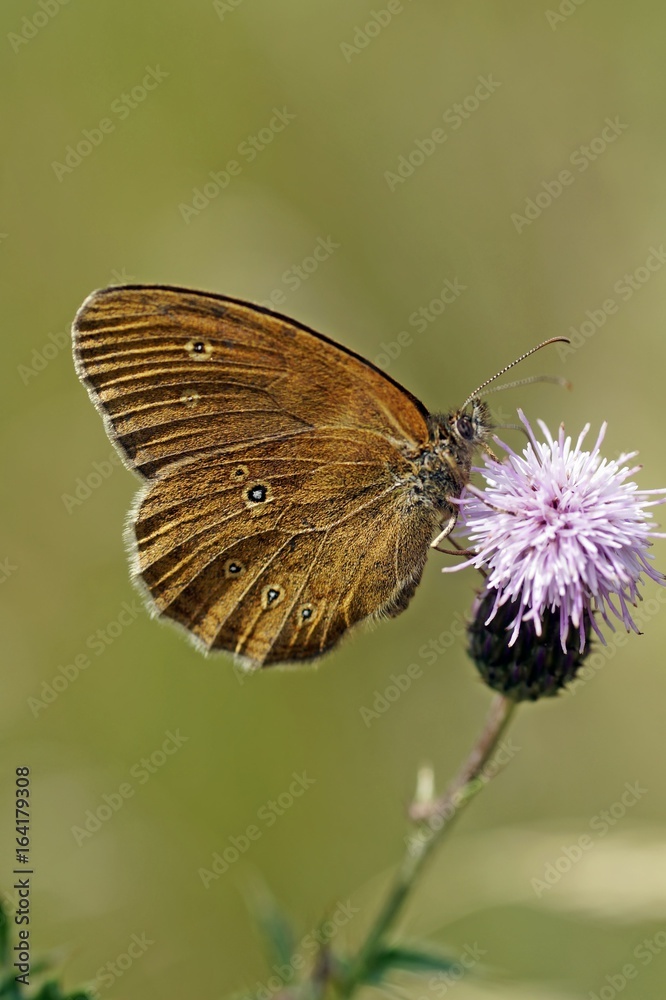 Brauner Waldvogel (Aphantopus hyperantus)