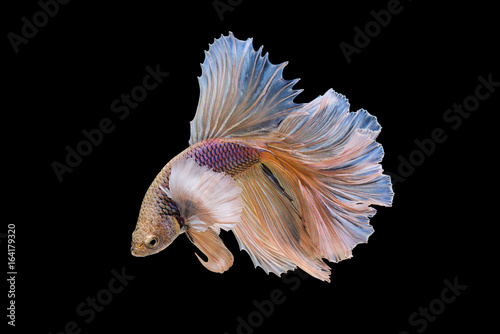 siamese fighting fish