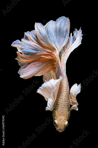 Obraz na płótnie siamese fighting fish