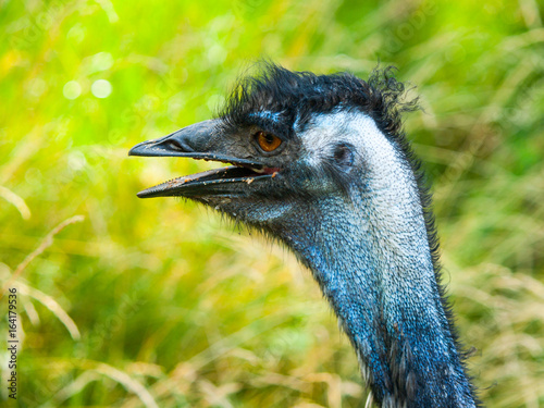 Portrait of emu with open beak. The second largest bird of World endemic to Australia. photo