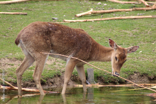 Fototapeta Naklejka Na Ścianę i Meble -  Eld's deer (Panolia eldii)