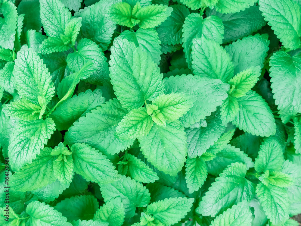 Mint leaves pattern. Fresh mint Mint leaves pattern. Fresh mint