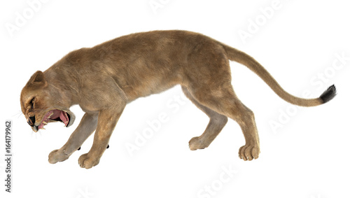 3D Rendering Female Lion on White