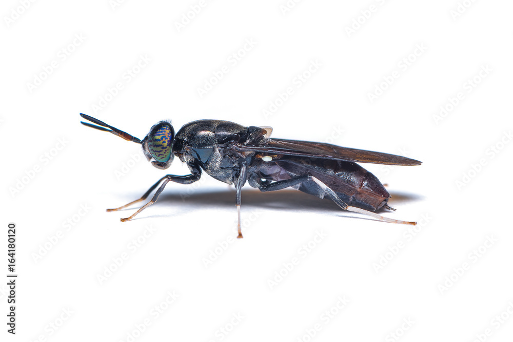 Φωτογραφία The black soldier fly, is a common and widespread fly of the family Stratiomyidae