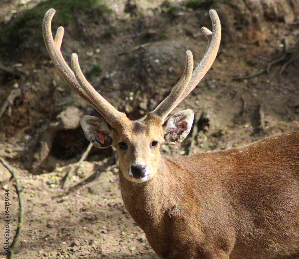 The Indian hog deer (Hyelaphus porcinus)