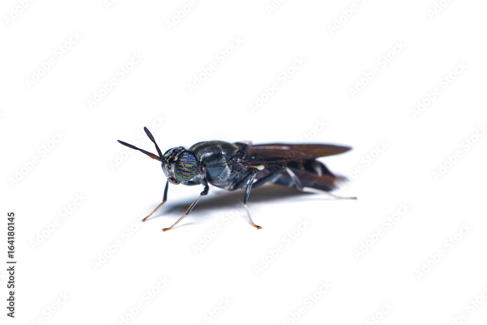Φωτογραφία The black soldier fly, is a common and widespread fly of the family Stratiomyidae