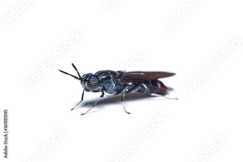 The black soldier fly, is a common and widespread fly of the family Stratiomyidae. The larvae and adults are considered neither pests nor vectors.
