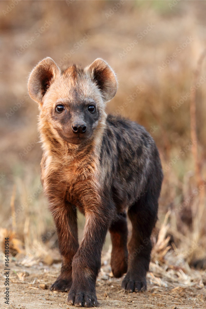 The spotted hyena (Crocuta crocuta) young hyena in the evening sun