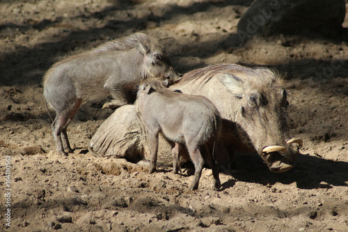 The common warthog (Phacochoerus africanus)