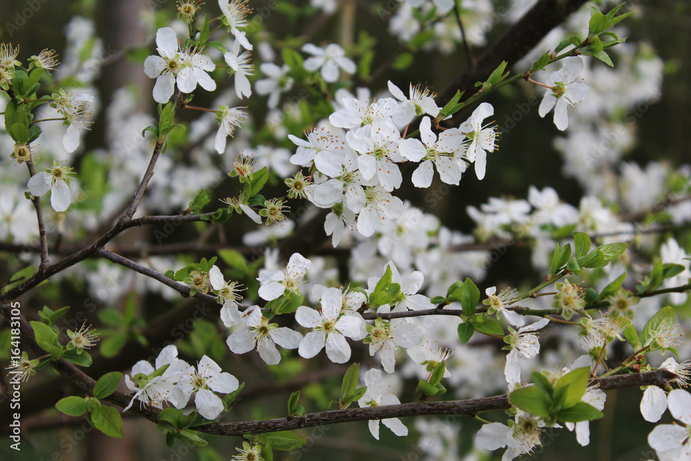 Blackthorn (Prunus spinosa) Blackthorn (Prunus spinosa)