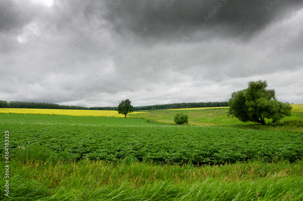 Cloudy summer scene with trees growing in fields. Dramatic sky with dark storm clouds over the fields. 