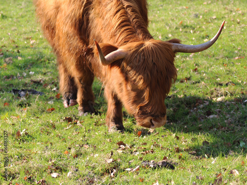 Highland cattle 
