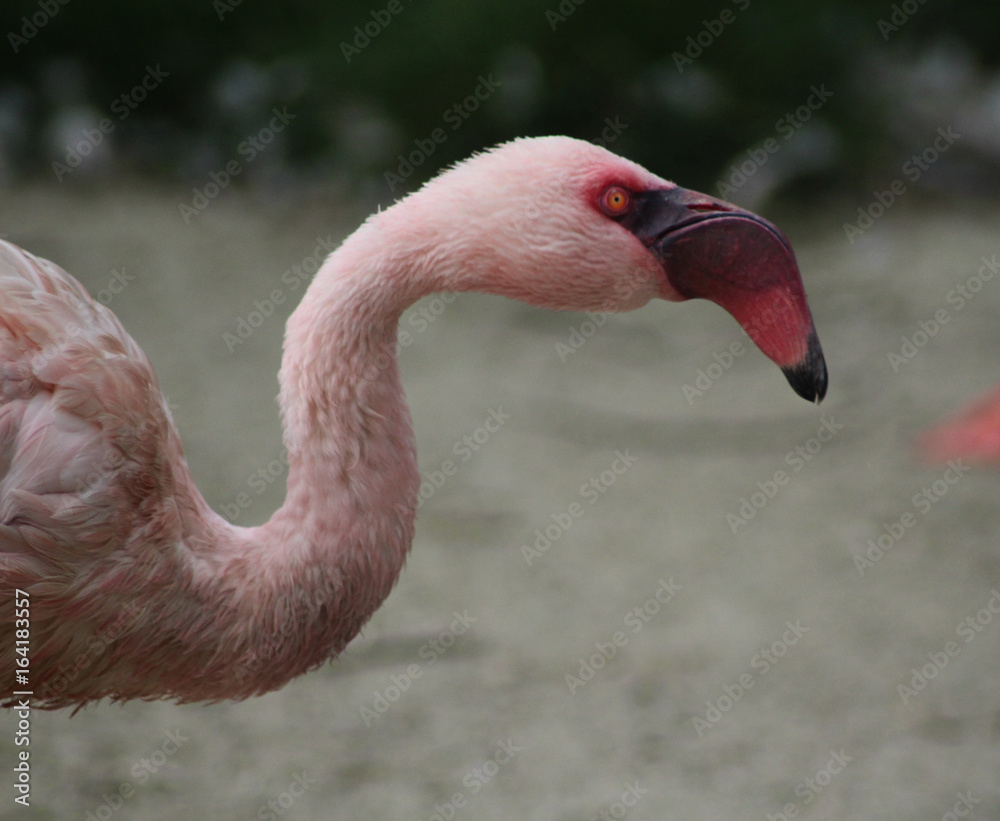 Fototapeta premium The lesser flamingo (Phoeniconaias minor) 