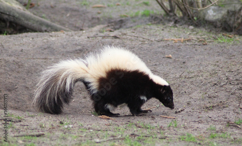 The striped skunk (Mephitis mephitis)