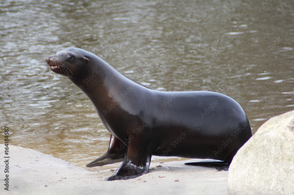 Obraz premium California sea lion